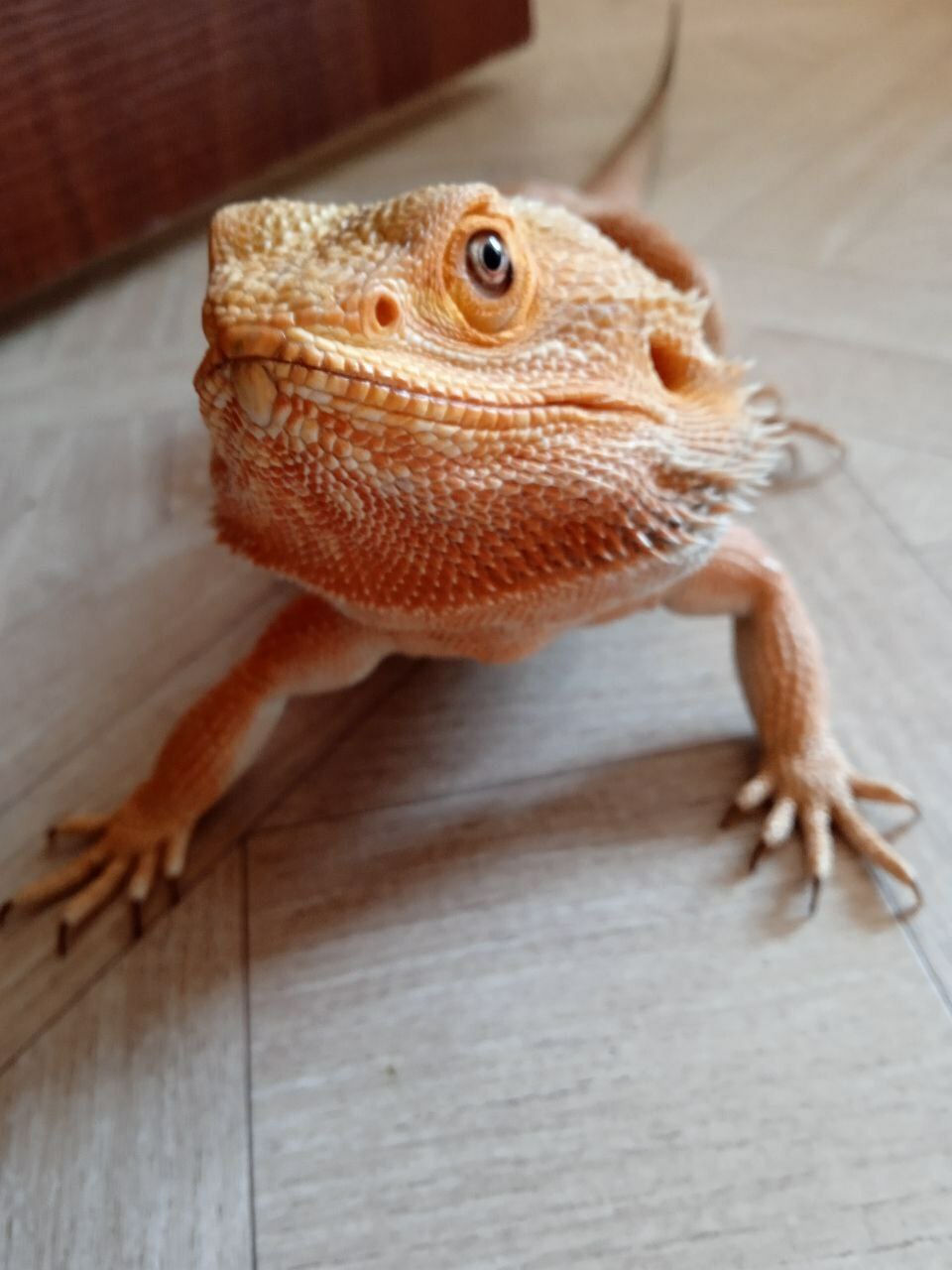 шоу животных