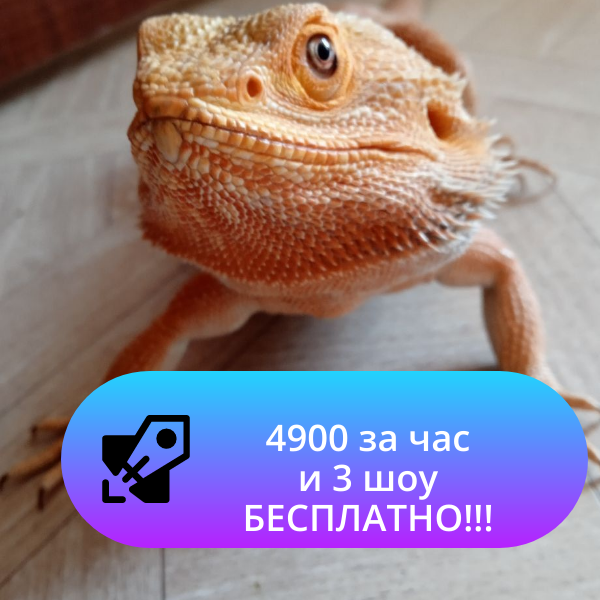 шоу с животными на новый год